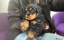 Cocker Spaniel dogs for sale: Sadly back available stunning show boy - Image 11