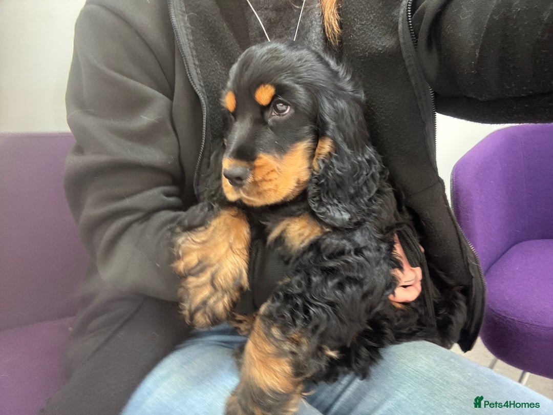 Cocker Spaniel dogs for sale: Sadly back available stunning show boy - Image 11