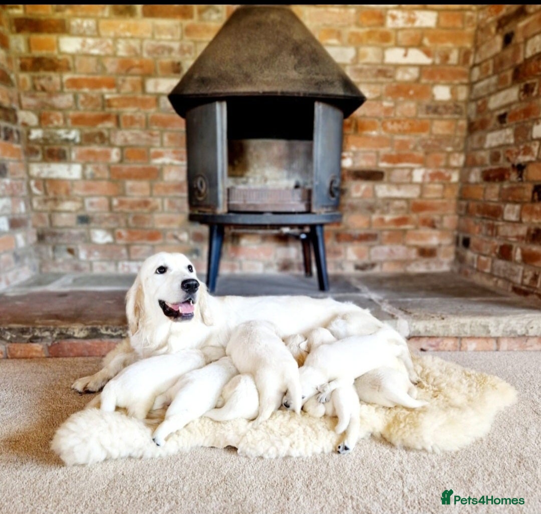 Golden Retriever dogs Newmiller Retrievers Upcoming Litter Announcement  - Advert 1