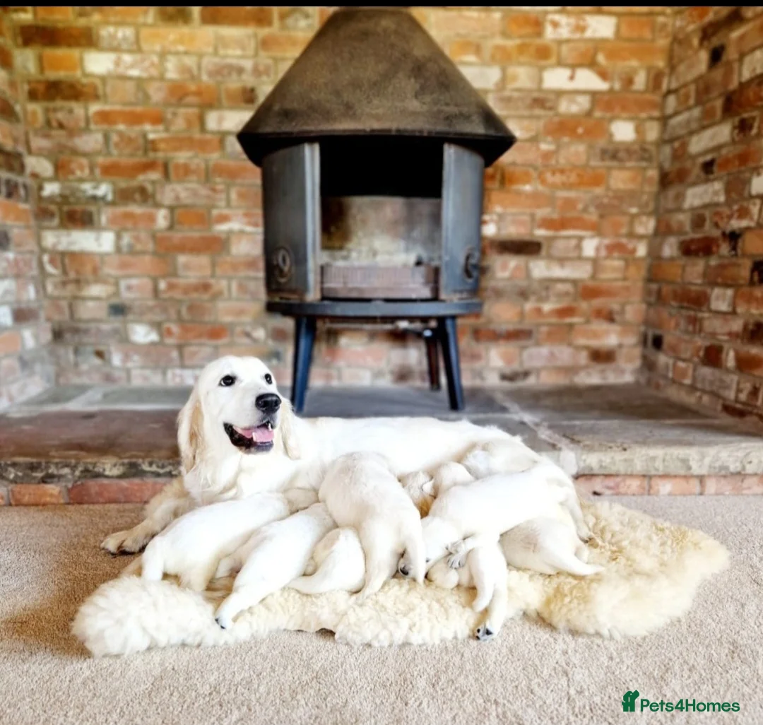 Golden Retriever dogs for sale: Newmiller Retrievers Upcoming Litter Announcement  - Advert 1