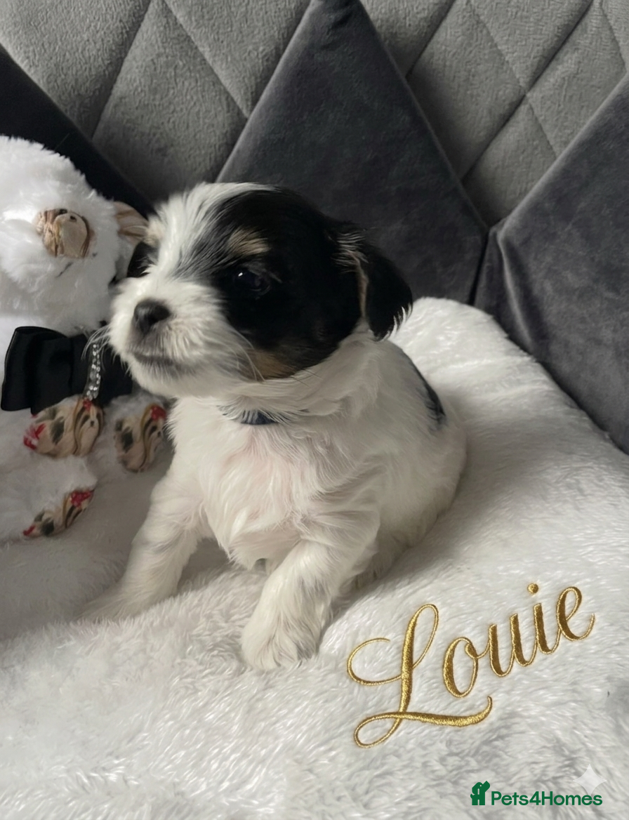 Mixed Breed dogs ❤️🐾 LITTER ANNOUNCEMENT🐾❤️ - Advert 13
