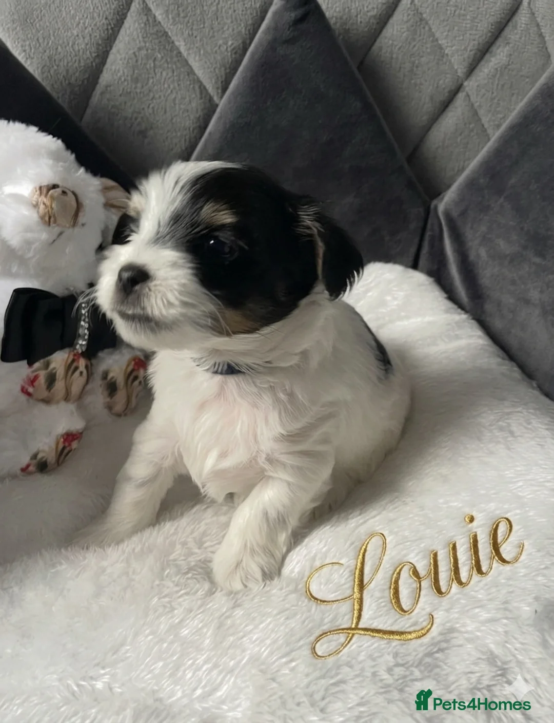 Mixed Breed dogs for sale: ❤️🐾 LITTER ANNOUNCEMENT🐾❤️ - Advert 1