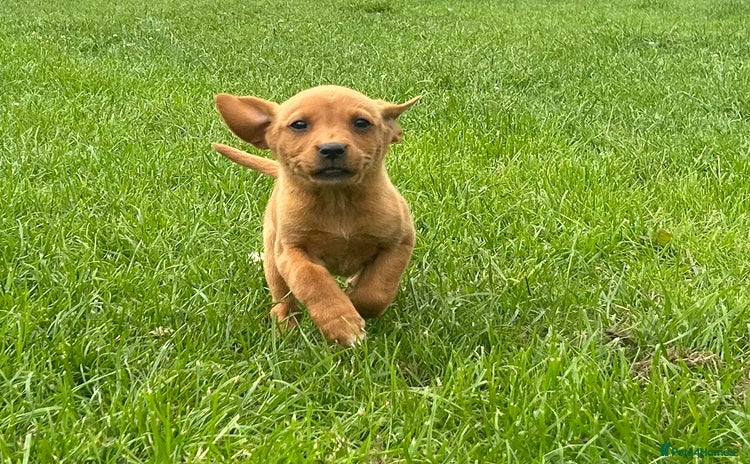 Labrador Retriever dogs - Advert 9