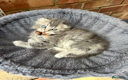 Scottish Fold cats for sale: Stunningly beautiful Scottish Fold x Ragdoll  - Image 25