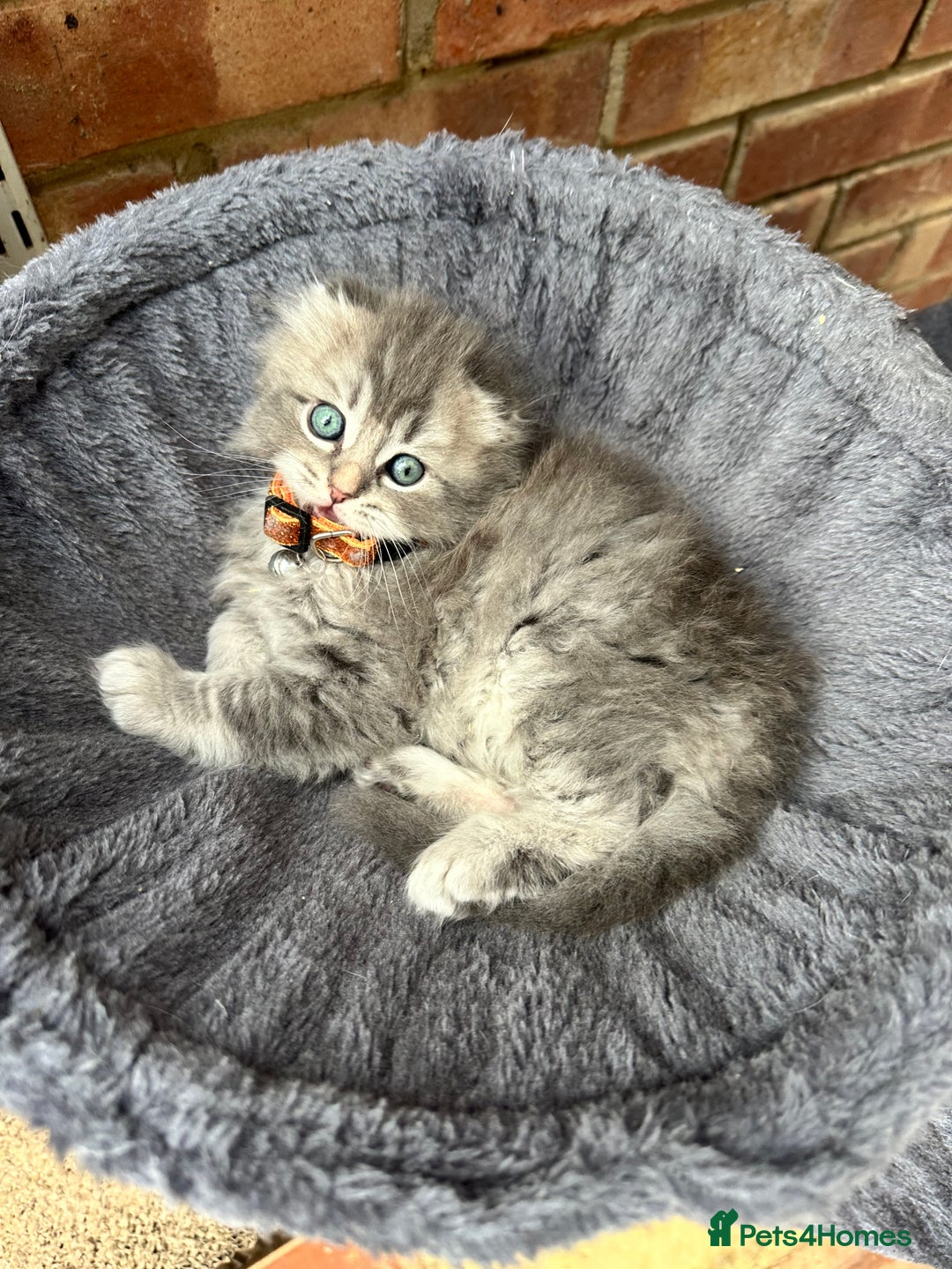 Scottish Fold cats for sale: Stunningly beautiful Scottish Fold x Ragdoll  - Image 25