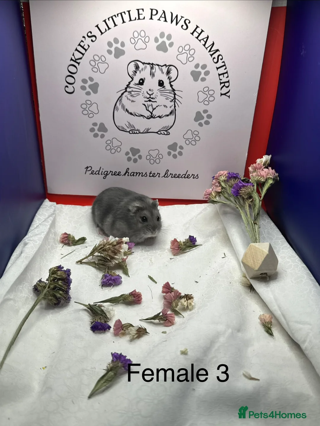 Hamster rodents for sale: Pedigree Winter White pups  - Advert 3