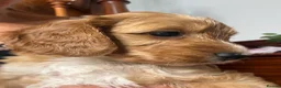 Cockapoo dogs for sale: Adorable Cockapoo Puppies in Keighley - Advert 13