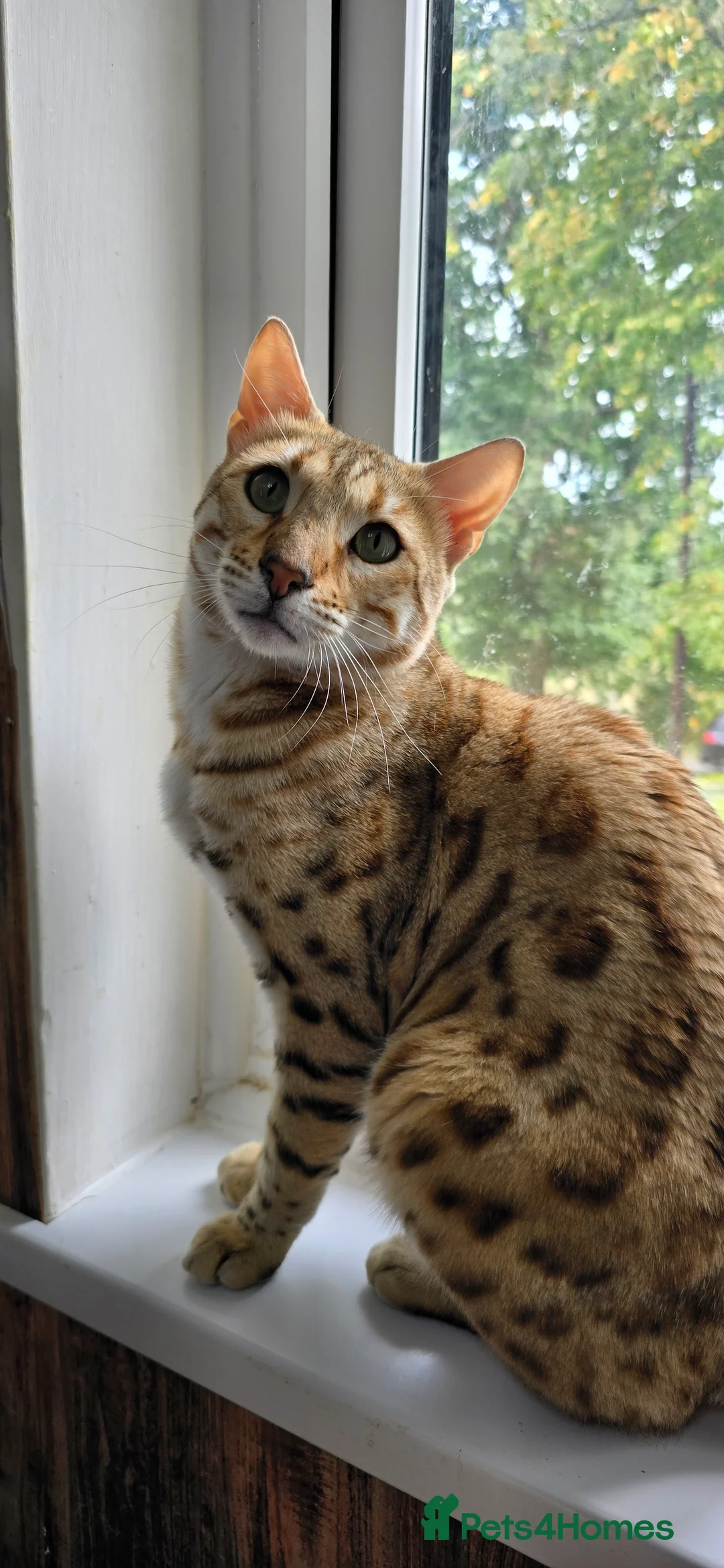Bengal cats for sale: Waiting list open for kittens 2026-expecting 27.01 - Advert 23
