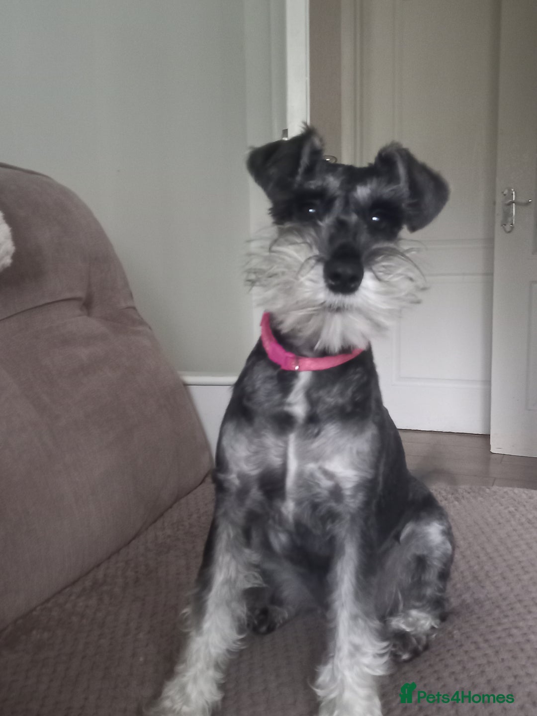 Miniature Schnauzer dogs for sale: Miniture shnauzer puppies - Image 7