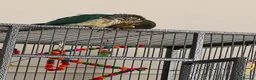 Conures birds for sale: X2 conures for sale - Advert 7