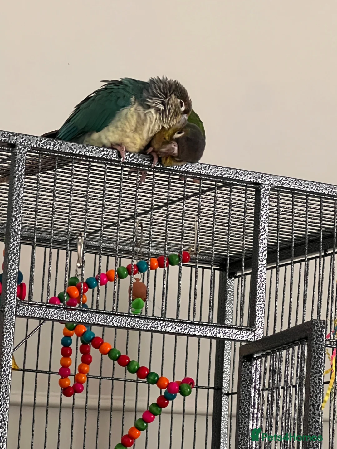 Conures birds for sale: X2 conures for sale - Advert 7