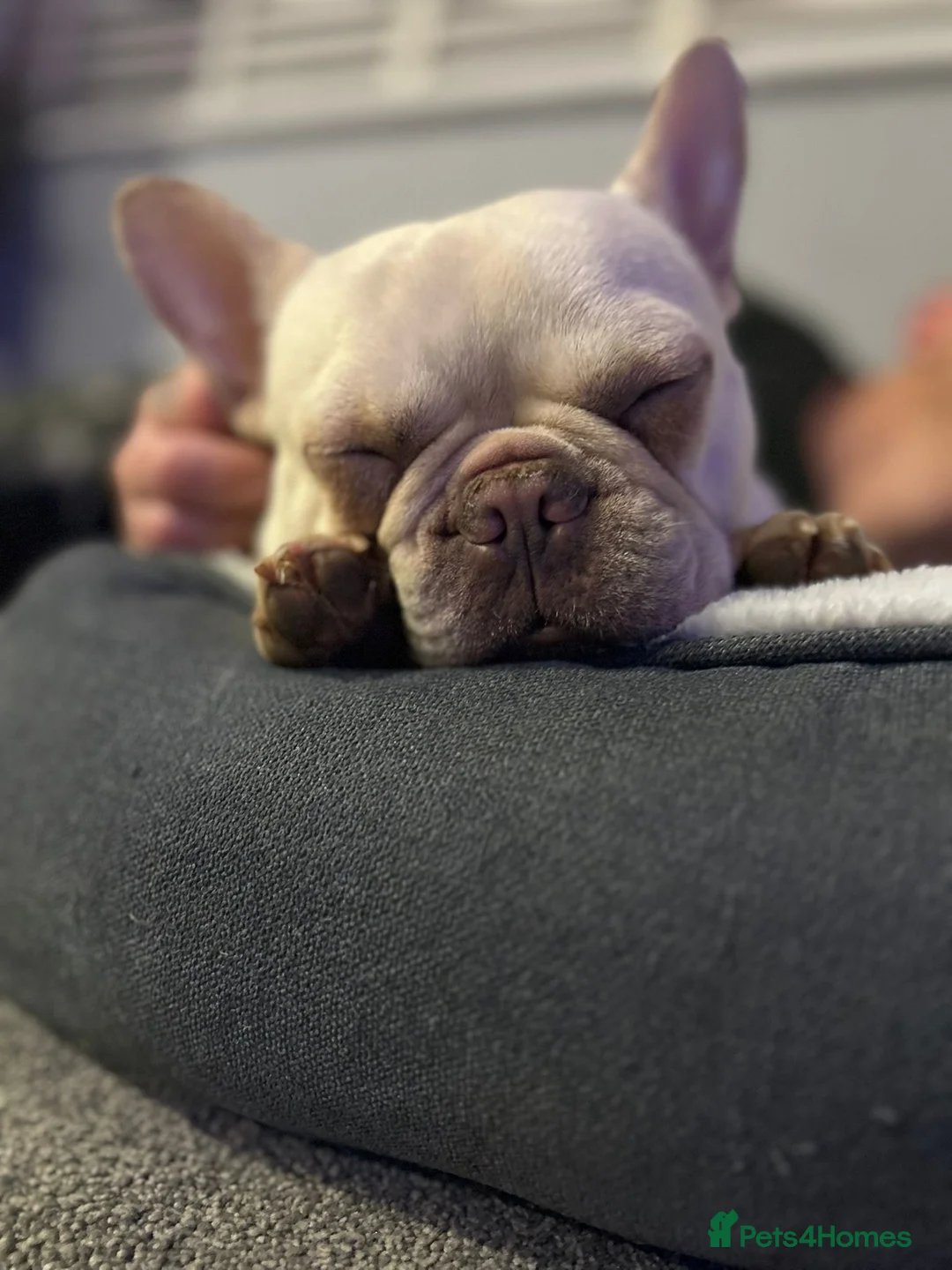 French Bulldog dogs for sale: Max and Mable - Advert 3