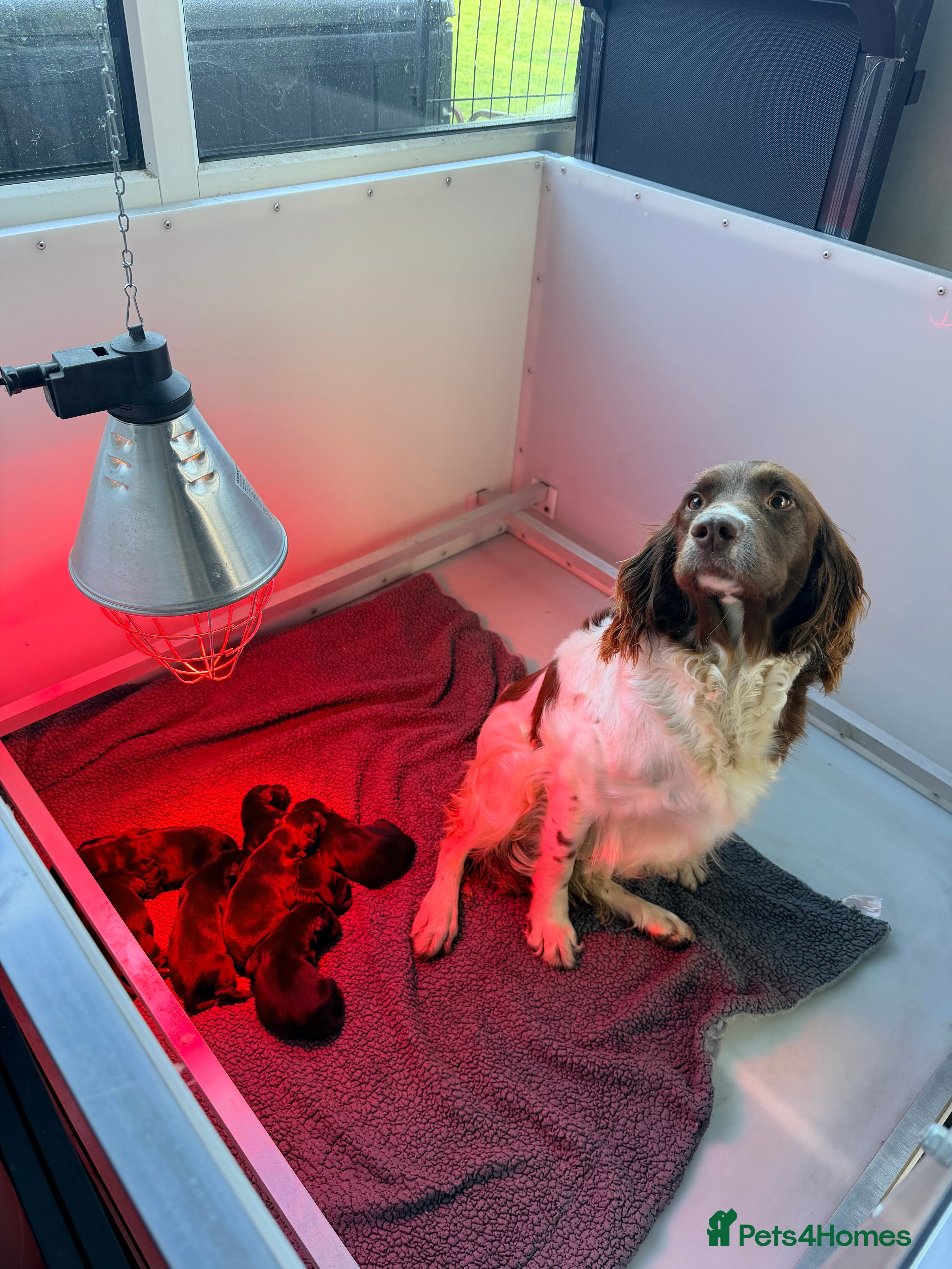 Springador dogs Beautiful black springadors - Advert 5