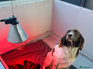 Springador dogs Beautiful black springadors - Advert 2