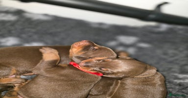 Dobermann dogs - Advert 1