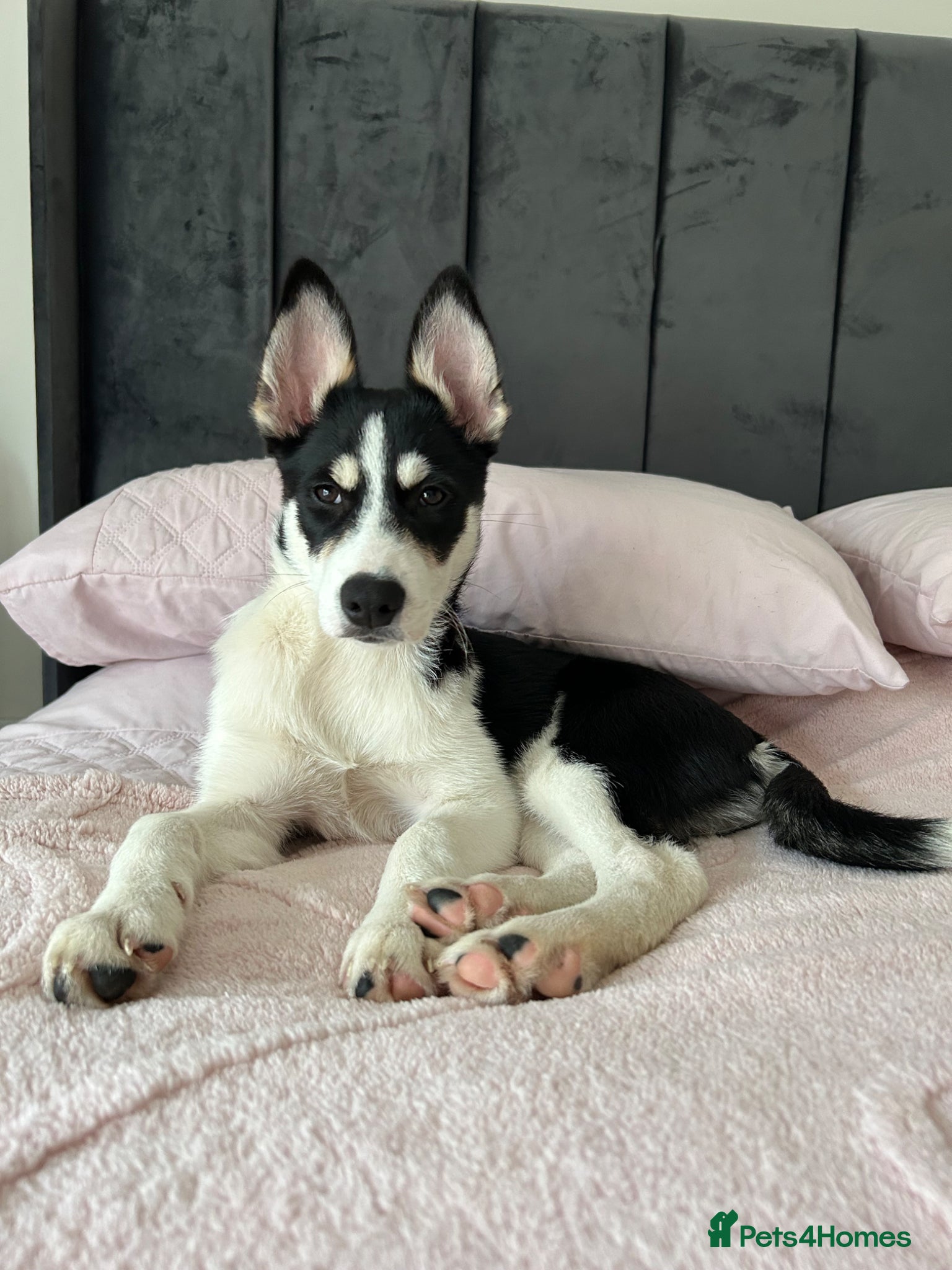 Mixed Breed dogs Puppy for sale  - Advert 4