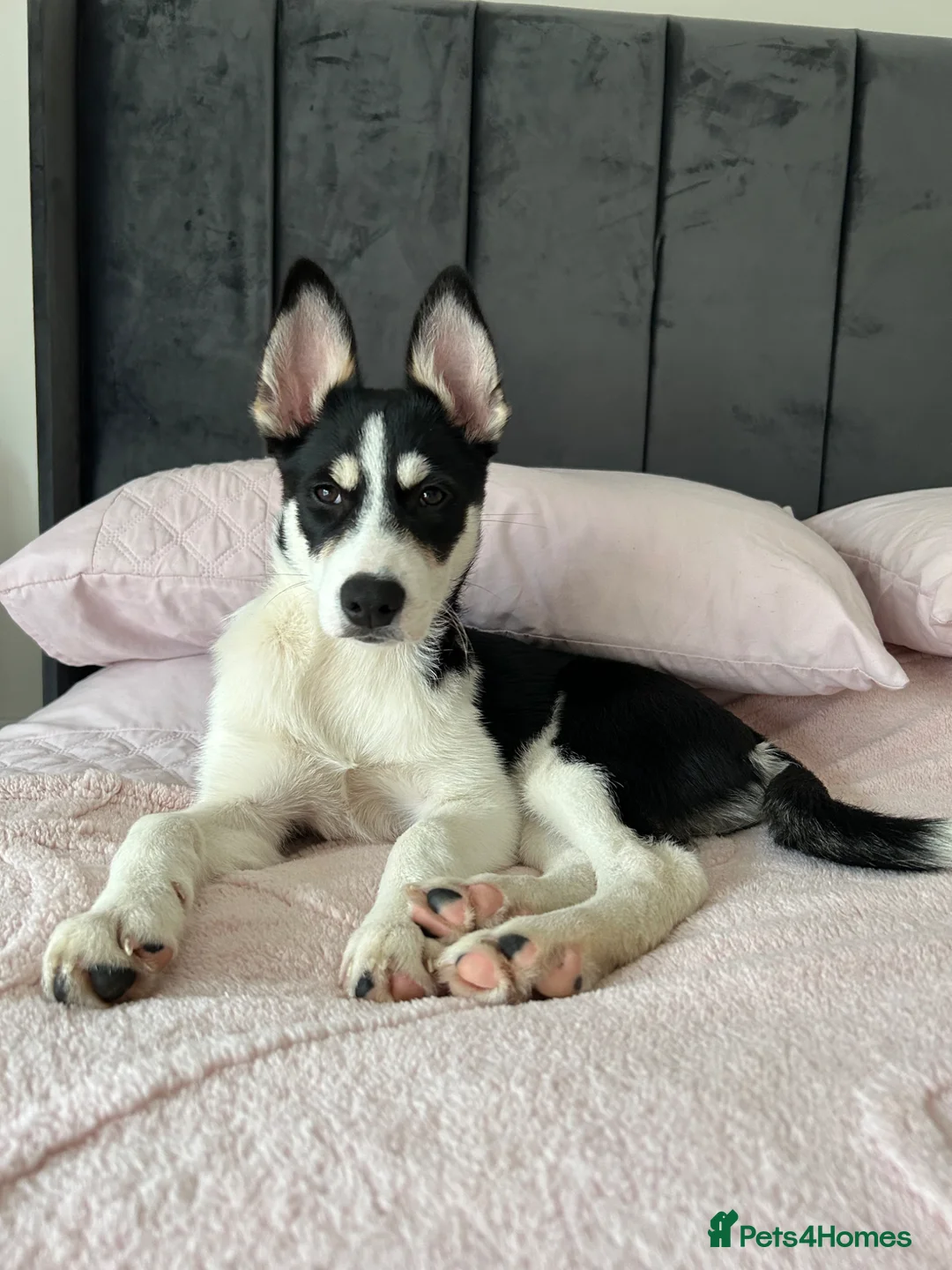 Mixed Breed dogs for sale: Puppy for sale  in Glasgow - Advert 1