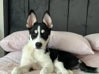 Mixed Breed dogs Puppy for sale - Advert 17