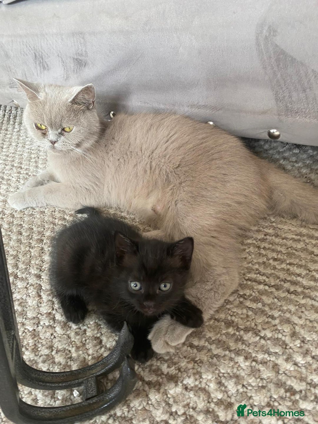 British Shorthair cats for sale: Beautiful male British short hair cross kittens  - Image 8