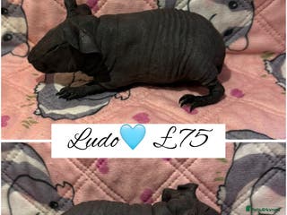 Guinea Pig rodents Skinny pigs - Advert 6