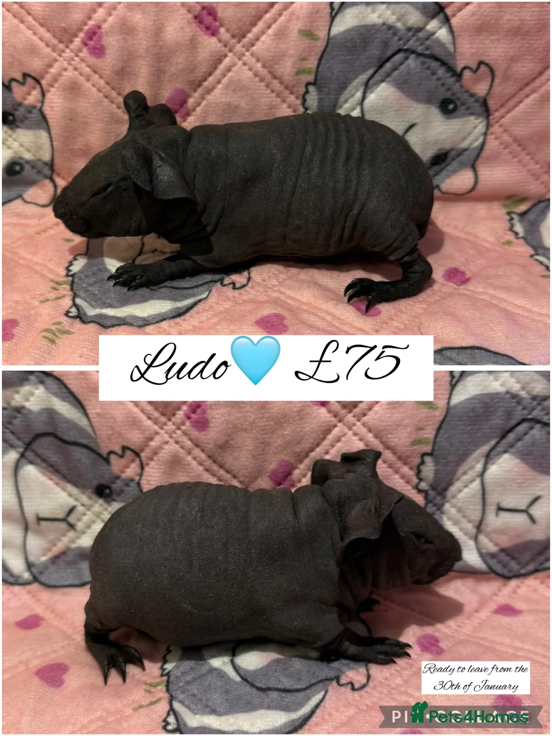 Guinea Pig rodents for sale: Skinny pigs  - Advert 2