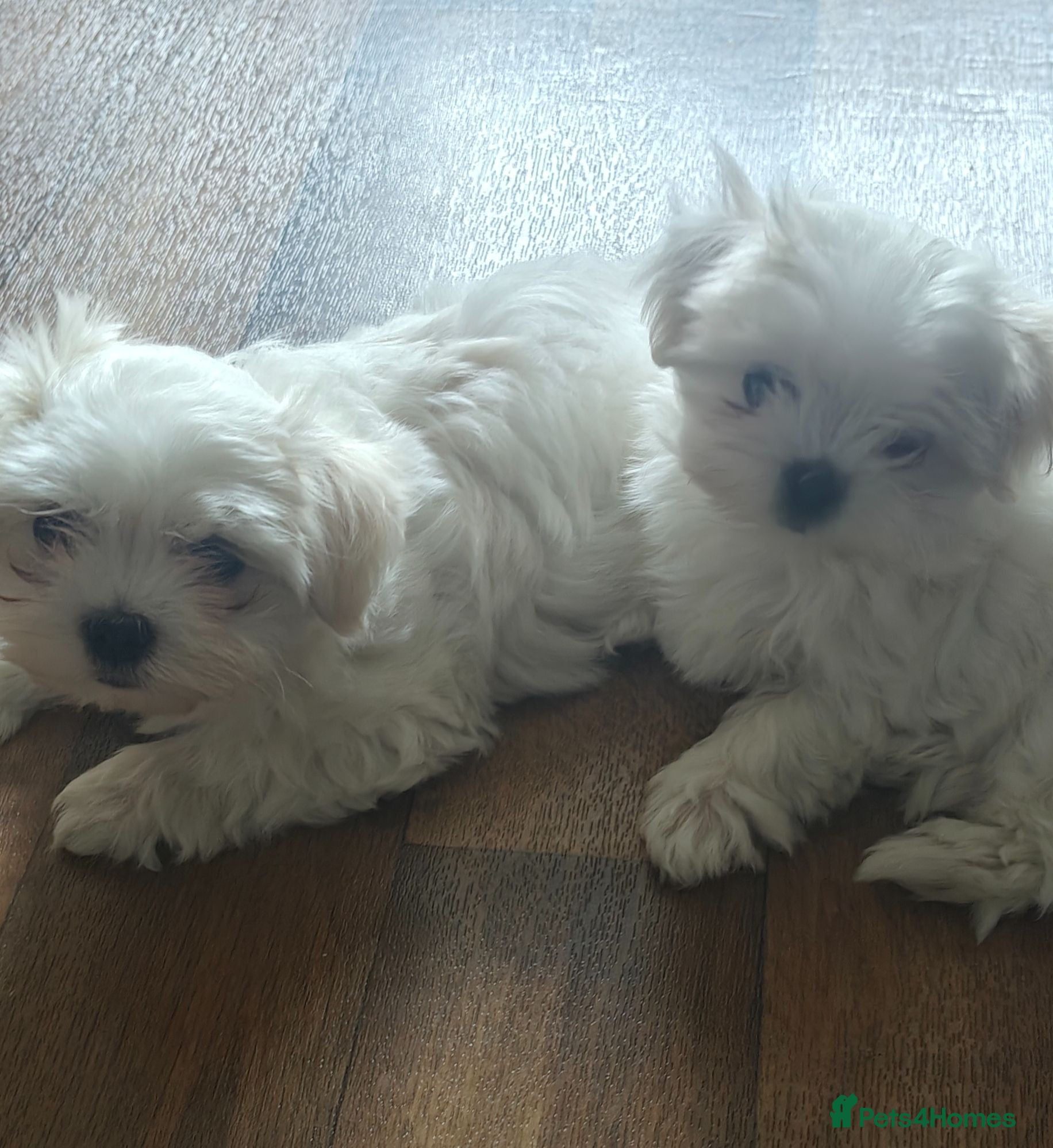 Maltese dogs Beautiful cuties - Advert 1