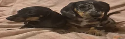 Dachshund dogs for sale: Daxhund puppies - Advert 10