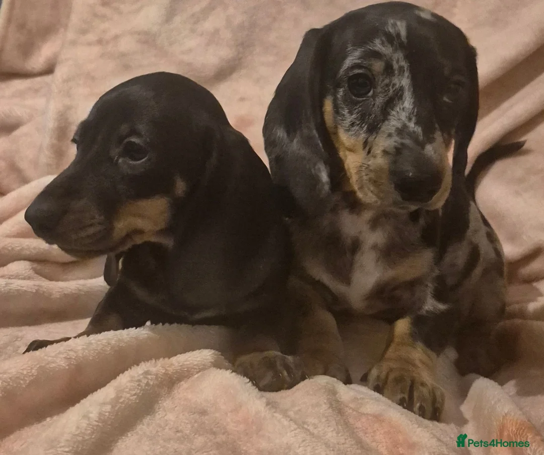 Dachshund dogs for sale: Daxhund puppies - Advert 10
