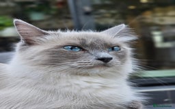 Ragdoll cats for sale: Adorable Ragdoll Boy for Sale - East London - Image 9