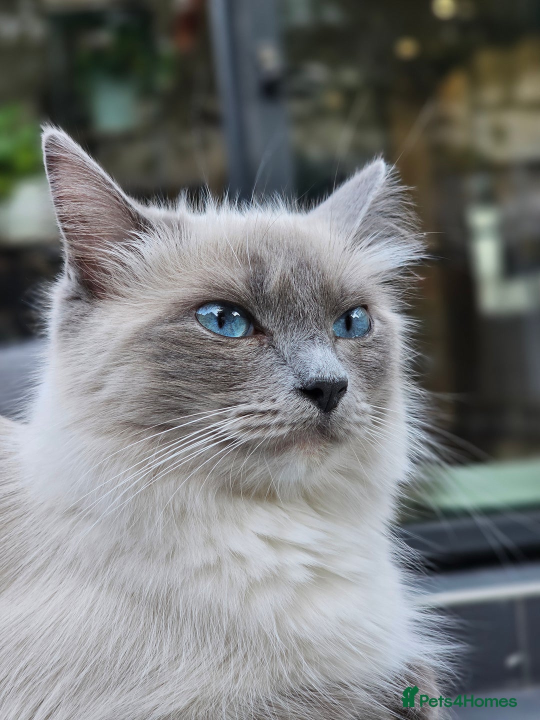 Ragdoll cats for sale: Adorable Ragdoll Boy for Sale - East London - Image 9