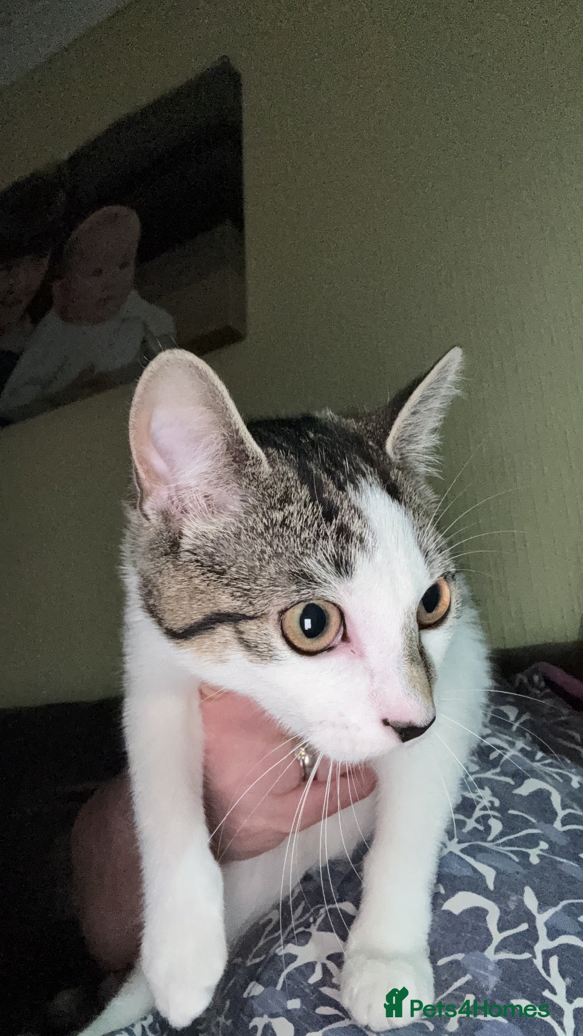 Mixed Breed cats Mixed kittens - Advert 6