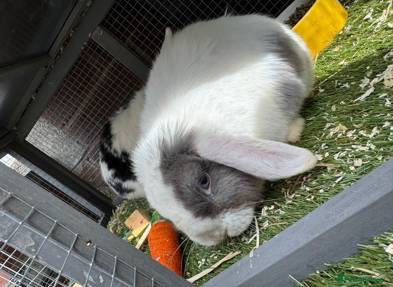 Mini Lop rabbits 2x mini lops for sale and cage food etc  - Advert 13