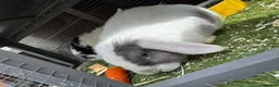 Mini Lop rabbits for sale: 2x mini lops for sale and cage food etc  - Advert 1