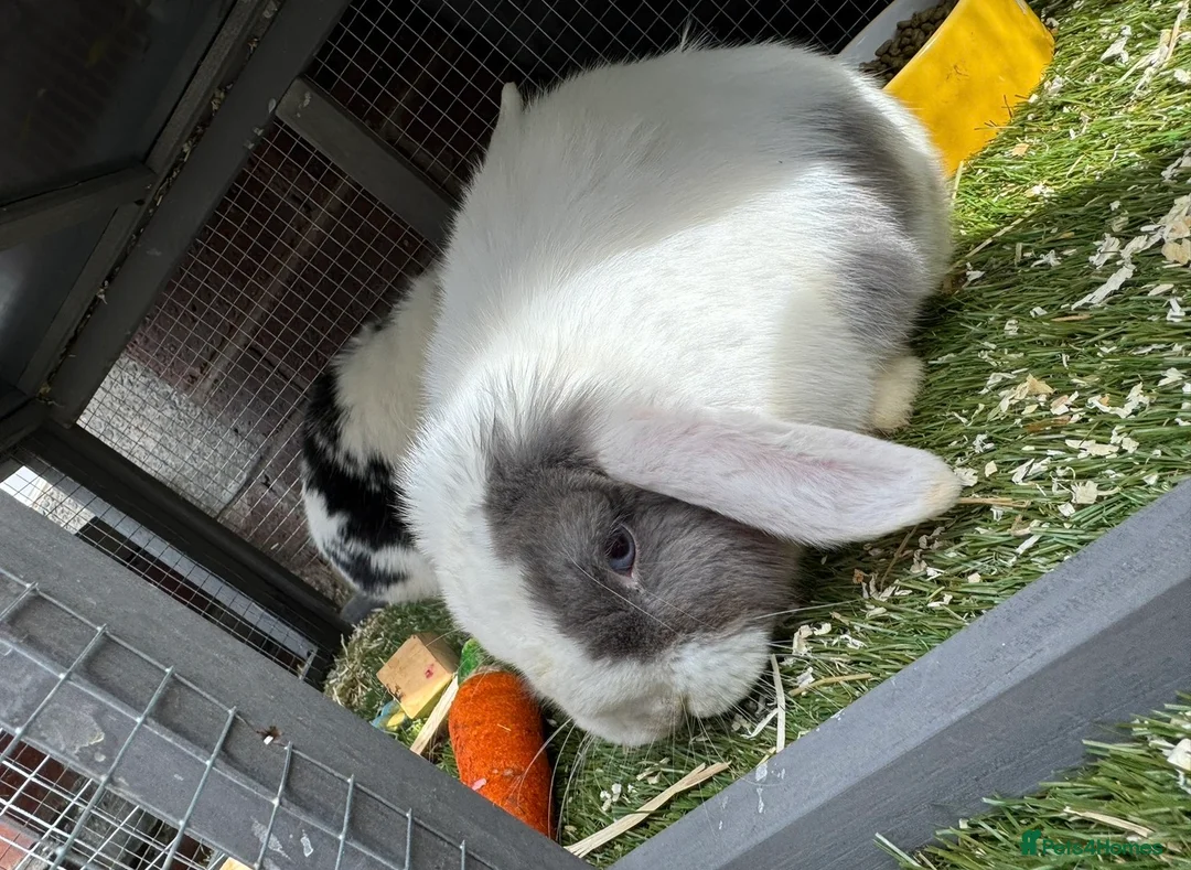 Mini Lop rabbits for sale: 2x mini lops for sale and cage food etc  - Advert 1