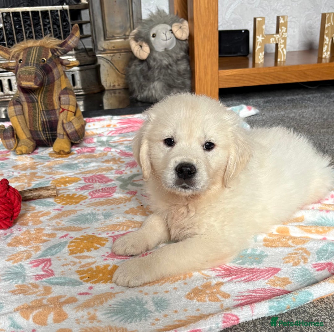 Golden Retriever dogs for sale: Golden retriever puppies  - Image 21