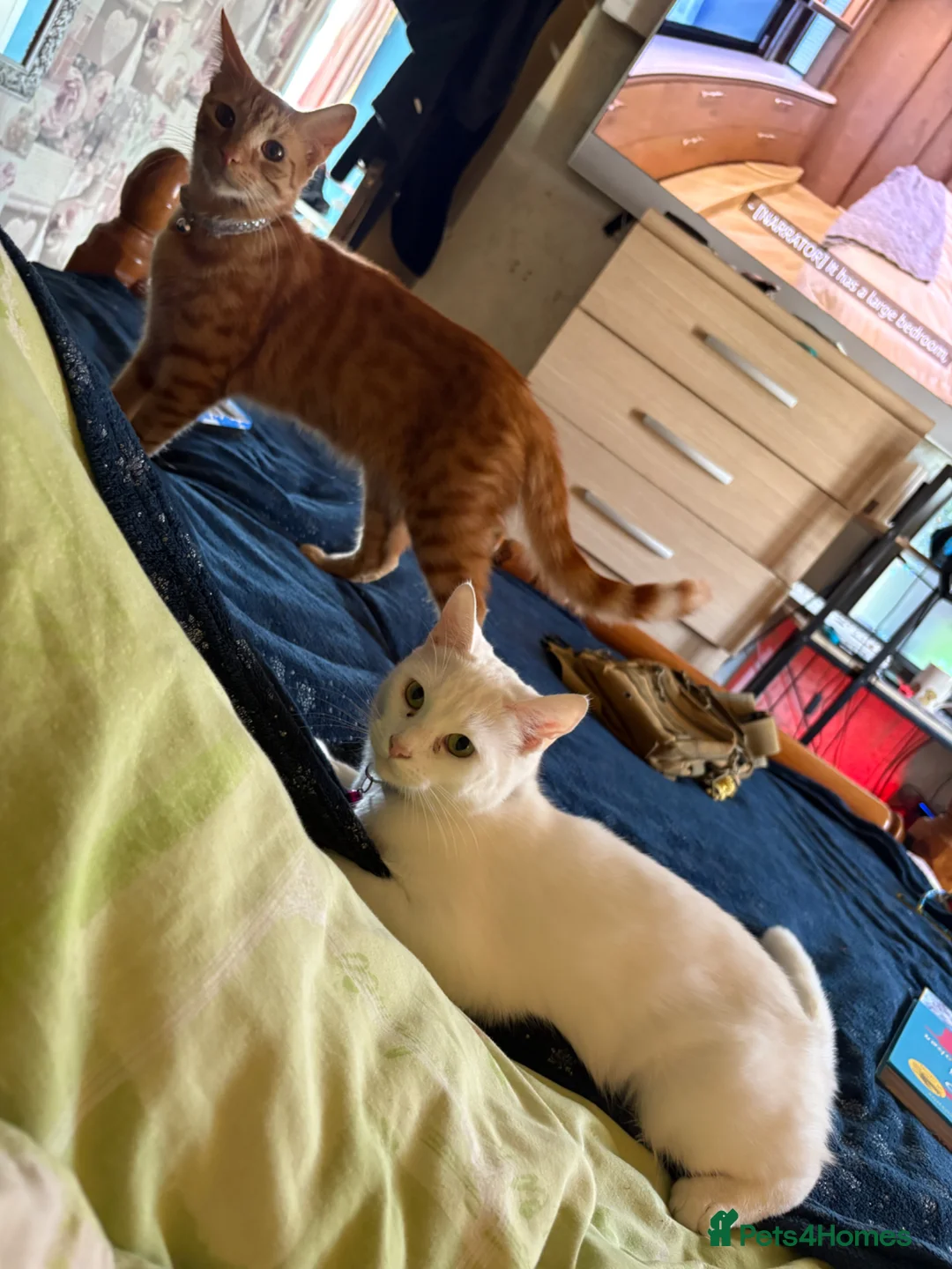 Mixed Breed cats for sale: Brother and sister  - Advert 1