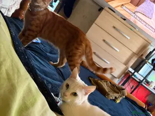 Mixed Breed cats Brother and sister - Advert 4