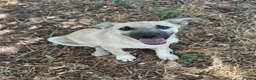 Mixed Breed dogs for adoption: 🐾💛OZZY – From Abandoned Puppy to Best Friend💛🐾 in Nottingham - Advert 20