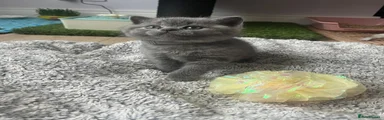 British Shorthair 5