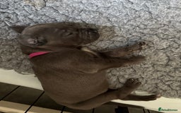 Great Dane dogs for sale: 7 chunky Great Dane puppies  - Image 6