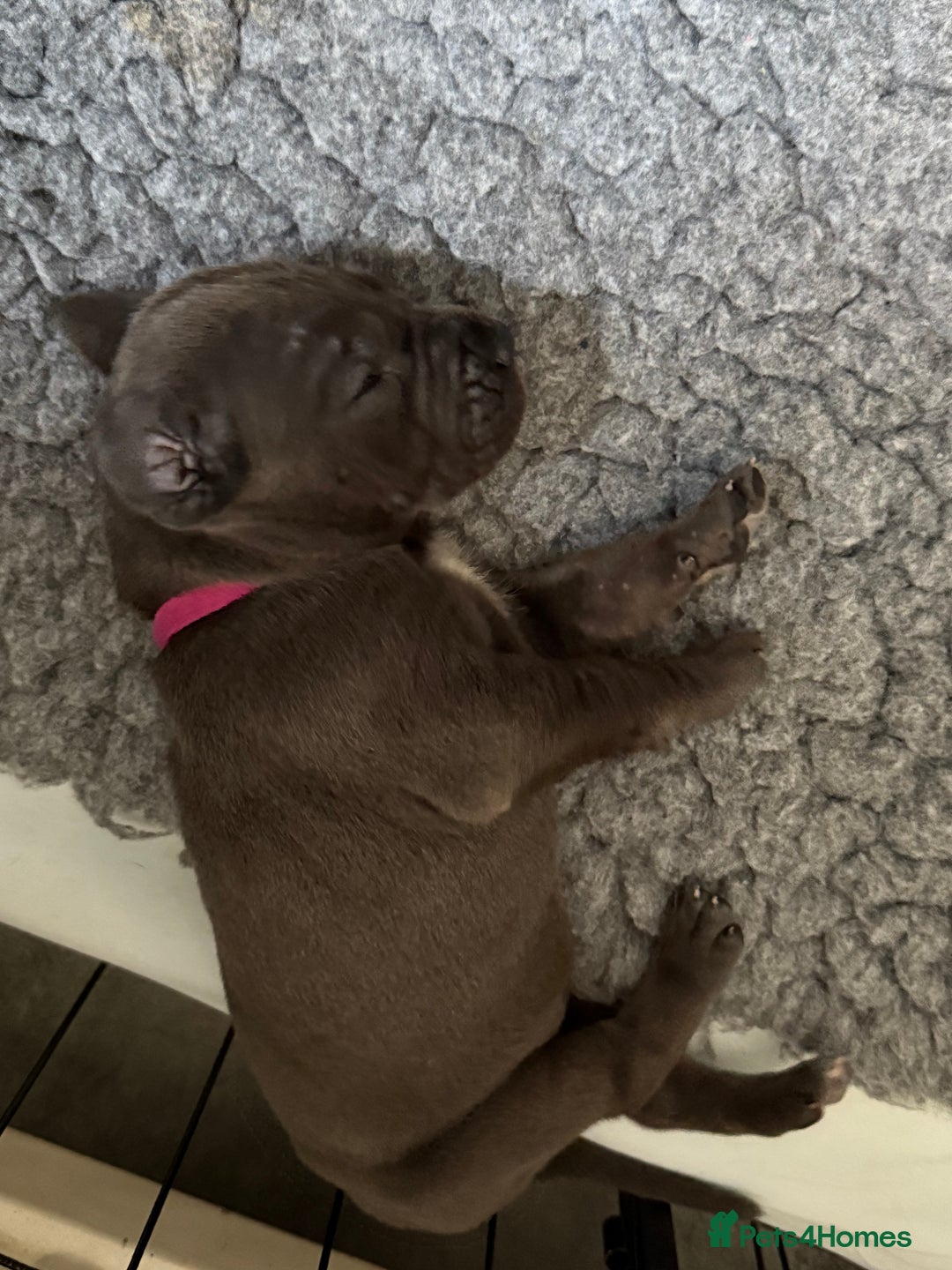 Great Dane dogs for sale: 7 chunky Great Dane puppies  - Image 6