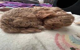 Shihpoo dogs for sale: Shihpoo pups  - Image 4