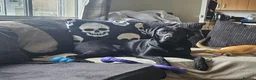 Labrador Retriever dogs for sale: 11 month old purebred drakeshead labrador. - Advert 4