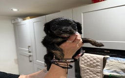 Cocker Spaniel dogs for sale: Cocker x collie pups for sale - Image 4