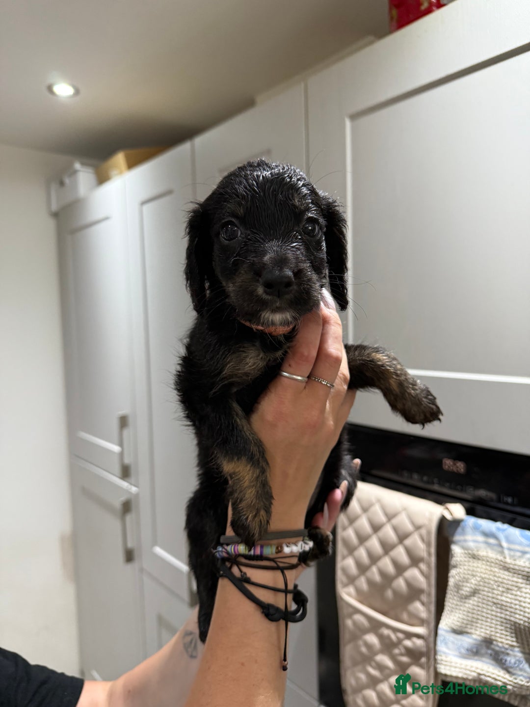 Cocker Spaniel dogs for sale: Cocker x collie pups for sale - Image 4