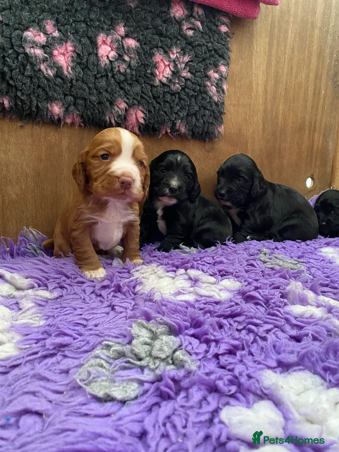 Cocker Spaniel dogs for sale: Cocker spaniel puppies  - Advert 9