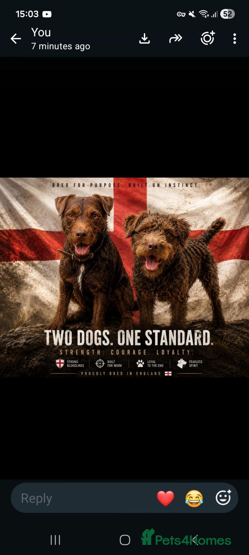Patterdale Terrier dogs for stud: Vinnie up for stud proven - Advert 10