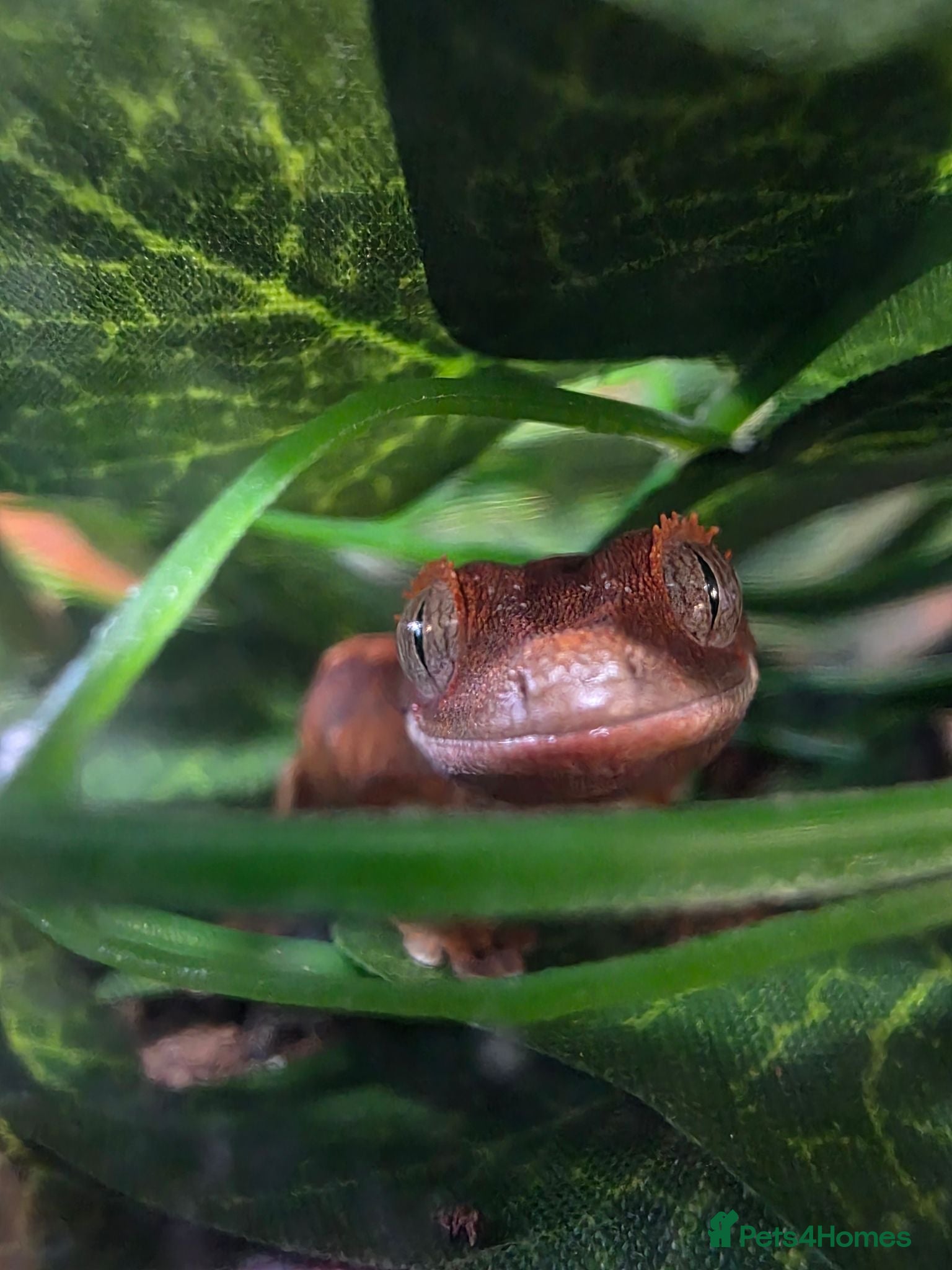 Gecko reptiles 2 crested gecko babys ready for new 🏠 - Advert 23