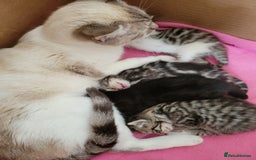 Mixed Breed cats for sale: 4 adorable kittens for sale - Image 17