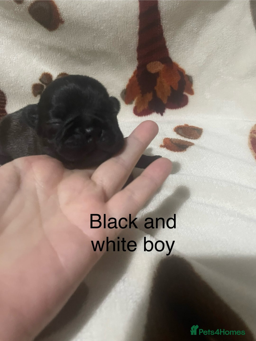 French Bulldog dogs for sale: French bulldog puppies - Image 11